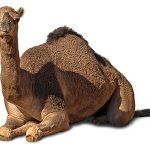 The Bottom Line #5 - Straining at Nats and Swallowing Camels