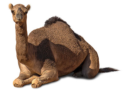 The Bottom Line #5 - Straining at Nats and Swallowing Camels